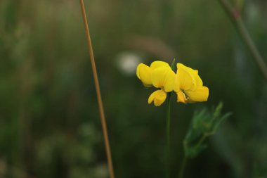 Sarı kır çiçeği ayrıca çayırdaki kuş ayağı ağaç folyosu olarak da bilinir. Lotus corniculatus çiçeği açtı. 