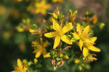 Güzel sarı çiçekleri olan St. John 's otları. Yazın çiçek açan Hypericum Performansı