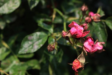 Bahçedeki gül yapraklarının üzerindeki gri küf. Podosphaera pannosa mantarının sebep olduğu toz küf hastalığı. 