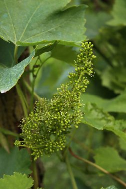 Üzüm bağındaki dallarda küçük olgunlaşmamış Pinot Gris yeşil üzümleri