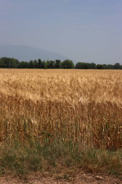 Güneşli bir günde tarlada altın buğday bitkileri. Buğday tarlası yazın mavi gökyüzüne karşı hasat etmeye hazır