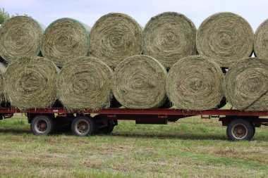 Çayırdaki bir traktör römorkunda bir sürü yonca saman balyası. Alfalfa ya da Medicago sativa tarlası Kuzey İtalya 'da yaz aylarında hasat edilmiştir.