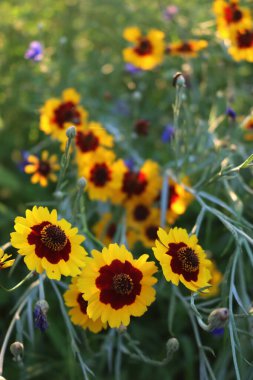 Sarı ve kahverengi kızılderili çiçeğinin yakın çekimi. Yazın çayırda çiçek açan Gaillardia bitkisi
