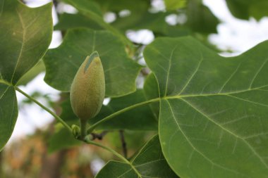 Liriodendron tulipifera ağacının, dalında yeşil çiçek olan yakın çekimi, ayrıca ilkbaharda lale ağacı olarak da bilinir.