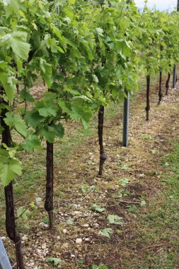 Bahar mevsiminde dolu yağışlarından zarar görmüş taze üzümler ve yapraklarla bağların yakın çekimi. İtalya 'daki üzüm bağında dolu yağışlı