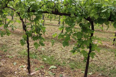 Bahar mevsiminde dolu yağışlarından zarar görmüş taze üzümler ve yapraklarla bağların yakın çekimi. İtalya 'daki üzüm bağında dolu yağışlı