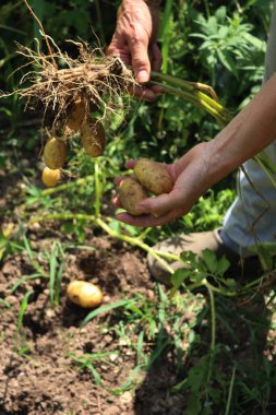 Taze kazılmış sarı derili Linda patatesleri yazın tarlada toplandı.