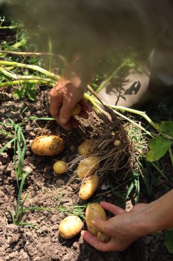 Taze kazılmış sarı derili Linda patatesleri yazın tarlada toplandı.
