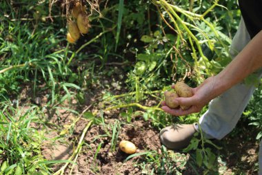 Taze kazılmış sarı derili Linda patatesleri yazın tarlada toplandı.