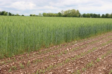 Yazın başında tarlalarda yetişen buğday ve mısır bitkileri. Tarım alanları