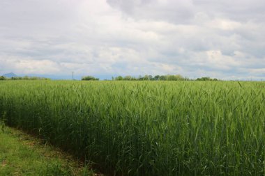 Yazın başında buğday yeşili tarla. Mavi bulutlu tarımsal manzara
