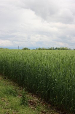 Yazın başında buğday yeşili tarla. Mavi bulutlu tarımsal manzara