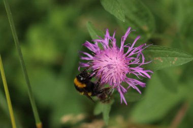Centaurea 'daki bomba böceği. Mor yaban arısı ya da çayırdaki çiçek. 