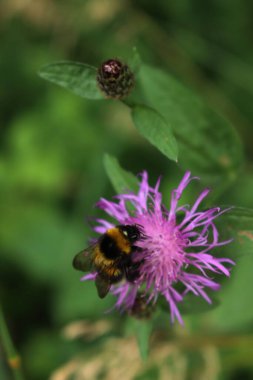 Centaurea 'daki bomba böceği. Mor yaban arısı ya da çayırdaki çiçek. 