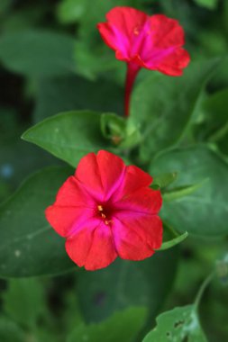 Mirabilis Jalapa 'nın yakın çekimi ya da yaz aylarında çiçek tarhında Per' in parlak pembe çiçekleri.