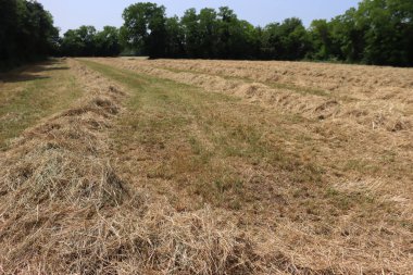 Güneşli bir yaz gününde tarlada saman kes. Kuzey İtalya 'da hasat edilen çayır