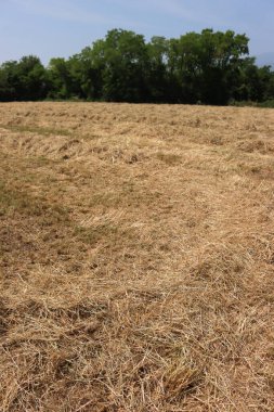 Güneşli bir yaz gününde tarlada saman kes. Kuzey İtalya 'da hasat edilen çayır