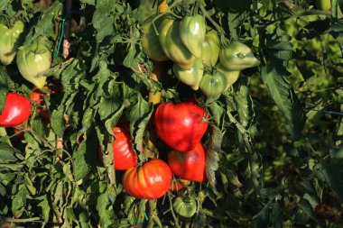 Beefsteak kırmızı olgun domatesler bitkilerin üzerinde güneşli bir yaz gününde sebze bahçesinde