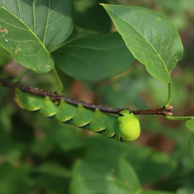 Büyük Ölüm 'ün Ölü Şahin Güvesi Leylak çalılarının üzerindeki tırtıl. Acherontia atropos tırtılları