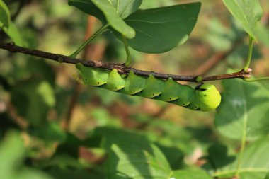 Büyük Ölüm 'ün Ölü Şahin Güvesi Leylak çalılarının üzerindeki tırtıl. Acherontia atropos tırtılları