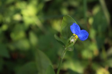 Commelina Coelestis 'in küçük mavi ve sarı çiçekleri ya da mavi örümcek otu yazın bahçede.