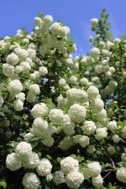 İlkbahar mevsiminde mavi gökyüzüne karşı bir sürü beyaz çiçekli Viburnum opulus. Bahçedeki kartopu çalısı