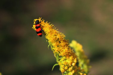 Solidago kanadensis üzerinde kırmızı ve siyah Trichodes apiarius böceği. Parlak çizgili Bee Bee böceği sarı bir Kanada altın çubuğunda