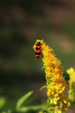 Solidago kanadensis üzerinde kırmızı ve siyah Trichodes apiarius böceği. Parlak çizgili Bee Bee böceği sarı bir Kanada altın çubuğunda
