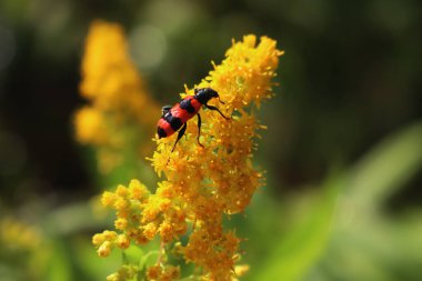 Solidago kanadensis üzerinde kırmızı ve siyah Trichodes apiarius böceği. Parlak çizgili Bee Bee böceği sarı bir Kanada altın çubuğunda