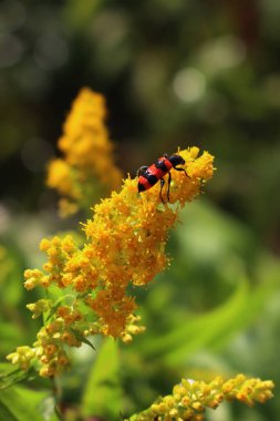 Solidago kanadensis üzerinde kırmızı ve siyah Trichodes apiarius böceği. Parlak çizgili Bee Bee böceği sarı bir Kanada altın çubuğunda