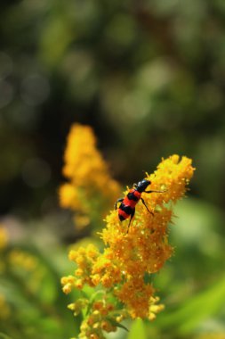 Solidago kanadensis üzerinde kırmızı ve siyah Trichodes apiarius böceği. Parlak çizgili Bee Bee böceği sarı bir Kanada altın çubuğunda