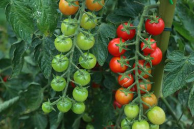 Olgun ve olgunlaşmamış kırmızı ve yeşil domatesler sebze bahçesindeki dalların üzerinde. Yaz mevsiminde domates.