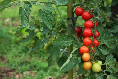 Olgun ve olgunlaşmamış kırmızı ve yeşil domatesler sebze bahçesindeki dalların üzerinde. Yaz mevsiminde domates.