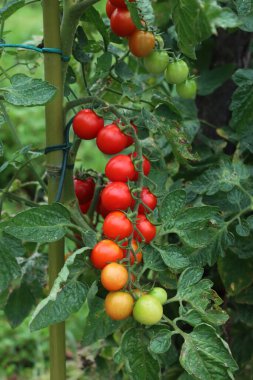 Olgun ve olgunlaşmamış kırmızı ve yeşil domatesler sebze bahçesindeki dalların üzerinde. Yaz mevsiminde domates.