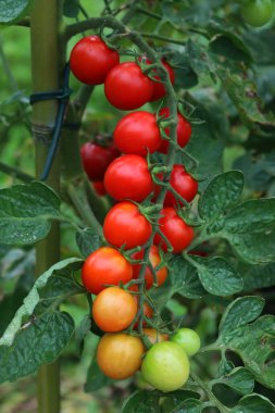 Olgun ve olgunlaşmamış kırmızı ve yeşil domatesler sebze bahçesindeki dalların üzerinde. Yaz mevsiminde domates.