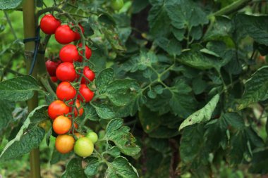Olgun ve olgunlaşmamış kırmızı ve yeşil domatesler sebze bahçesindeki dalların üzerinde. Yaz mevsiminde domates.