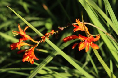 Montbrezia portakal çiçekleri güneşli bir günde bahçede