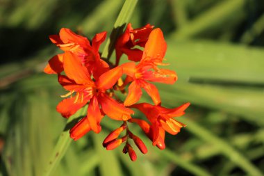 Montbrezia portakal çiçekleri güneşli bir günde bahçede