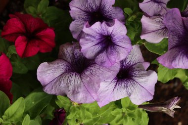 Terasta koyu pembe ve leylak çiçekleri olan bir terasotta saksısında sürfinia bitkisi. Petunia atkinsiana Surfinia Grubu 