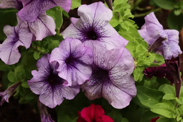 Terasta koyu pembe ve leylak çiçekleri olan bir terasotta saksısında sürfinia bitkisi. Petunia atkinsiana Surfinia Grubu 