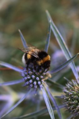 Bomba mavi denizde Holly. Siyah ve sarı yaban arısı Eryngium ametistinum çiçeğinin nektarını topluyor.