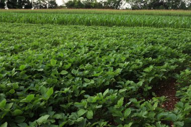 Yazın yeşil soya fasulyesi ve mısır tarlaları. İtalya 'da tarım arazisi