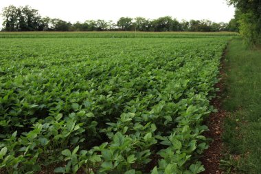 Yazın yeşil soya fasulyesi ve mısır tarlaları. İtalya 'da tarım arazisi