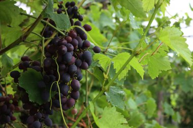 Oval üzümlü siyah üzümler yazın sonlarında üzüm bağındaki dallardan hasat etmeye hazırdır.