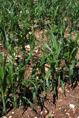 Yeşil Mısır tarlası fırtınadan zarar gördü Yazın başında dolu yağdı