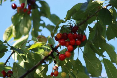 Mavi gökyüzüne karşı hasat edilmeye hazır olgun kiraz meyvelerinin yakın çekimi. İlkbaharda erik avyumu