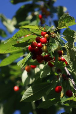Mavi gökyüzüne karşı hasat edilmeye hazır olgun kiraz meyvelerinin yakın çekimi. İlkbaharda erik avyumu