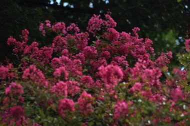 Lagerstroemia indica 'nın yakın plan koyu arkaplanlı pembe çiçekleri. Lagerstroemia bahçedeki mersin otlağı olarak da bilinir.