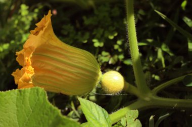 Sarı çiçeğin yakın çekimi ve yaz mevsiminde sebze bahçesinde yetişen Kırmızı Kuri kabak bitkisinin sebzesi.