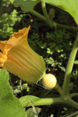 Sarı çiçeğin yakın çekimi ve yaz mevsiminde sebze bahçesinde yetişen Kırmızı Kuri kabak bitkisinin sebzesi.